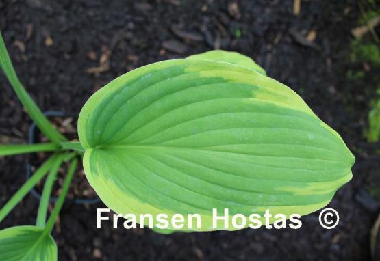 Hosta Goldring